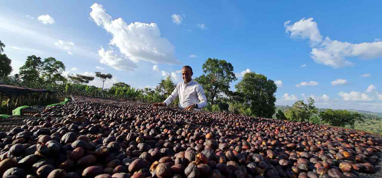 Ethiopian coffee farm landscape