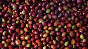 Jimma Coffee Beans